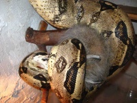 image of rock_python
