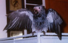 image of african_grey #33