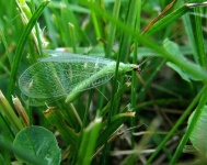 image of lacewing