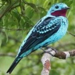 image of bird