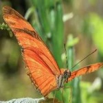 image of animal