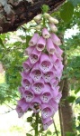 image of flower