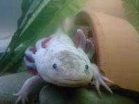image of axolotl