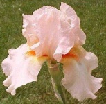 image of flower