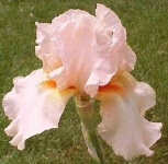 image of bearded_iris #22