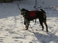 image of greater_swiss_mountain_dog