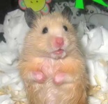 image of hamster