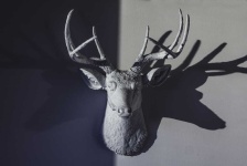 image of animal