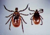 image of tick