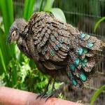 image of bird