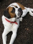 image of saint_bernard