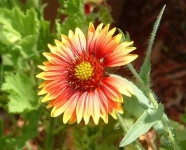 image of flower