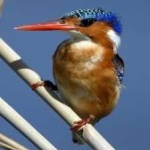 image of bird