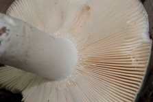 image of mushrooms