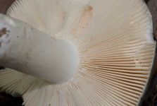 image of russula #27