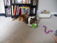 image of shetland_sheepdog