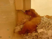 image of golden_retriever