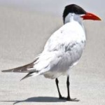 image of bird