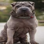 image of shar_pei #9