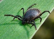 image of tick