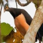 image of bird