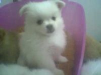 image of pekinese