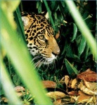 image of jaguar_car