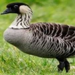 image of bird
