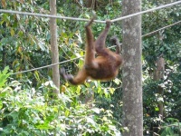image of orangutan
