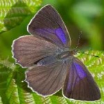 image of animal