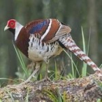 image of bird