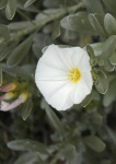 image of flower