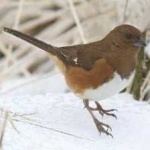 image of bird