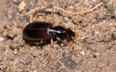 image of ground_beetle #3