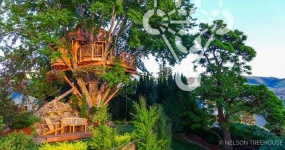 image of tree