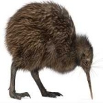 image of bird