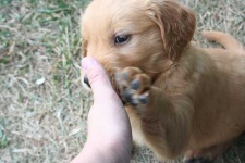image of golden_retriever