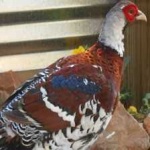 image of bird