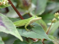 image of green_lizard