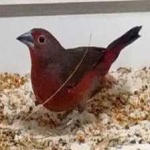 image of bird