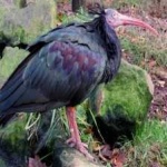 image of bird