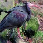 image of northern_bald_ibis #24