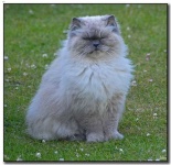 image of animal