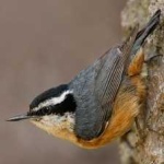 image of bird