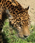 image of jaguar_car