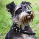 image of schnauzer #3