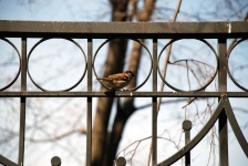 image of animal
