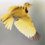 image of bird