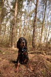 image of gordon_setter #30