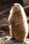 image of marmot